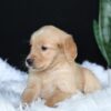 Image of Alice, a Golden Retriever puppy