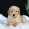 Image of Alice, a Golden Retriever puppy