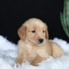 Image of Alice, a Golden Retriever puppy