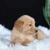 Image of Alice, a Golden Retriever puppy