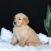 Image of Alice, a Golden Retriever puppy