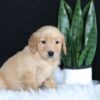 Image of Alice, a Golden Retriever puppy