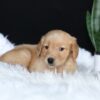 Image of Alice, a Golden Retriever puppy