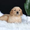 Image of Alice, a Golden Retriever puppy