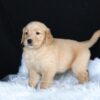 Image of Alice, a Golden Retriever puppy