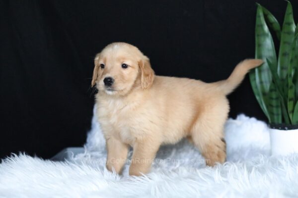 Image of Alice, a Golden Retriever puppy