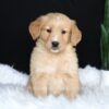 Image of Amber, a Golden Retriever puppy