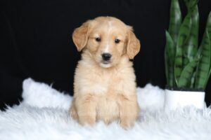 Image of Amber (trained), a Golden Retriever puppy