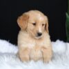 Image of Amber, a Golden Retriever puppy