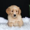 Image of Amber, a Golden Retriever puppy