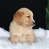 Image of Amber, a Golden Retriever puppy