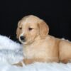 Image of Amber, a Golden Retriever puppy