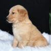 Image of Amber, a Golden Retriever puppy