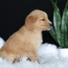 Image of Amber, a Golden Retriever puppy