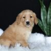 Image of Amber, a Golden Retriever puppy