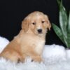 Image of Amber, a Golden Retriever puppy