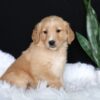 Image of Amber, a Golden Retriever puppy