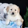 Image of Arlo, a Golden Retriever puppy