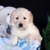 Image of Arlo, a Golden Retriever puppy