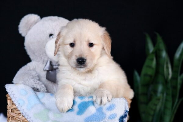 Image of Arlo, a Golden Retriever puppy