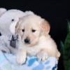 Image of Arlo, a Golden Retriever puppy