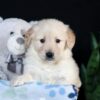 Image of Arlo, a Golden Retriever puppy