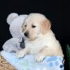 Image of Arlo, a Golden Retriever puppy