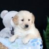 Image of Arlo, a Golden Retriever puppy