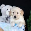 Image of Arlo, a Golden Retriever puppy