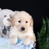 Image of Arlo, a Golden Retriever puppy