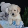 Image of Asher, a Golden Retriever puppy