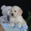 Image of Asher, a Golden Retriever puppy