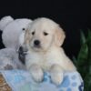 Image of Asher, a Golden Retriever puppy