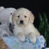 Image of Asher, a Golden Retriever puppy