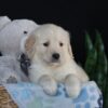 Image of Asher, a Golden Retriever puppy