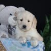 Image of Asher, a Golden Retriever puppy