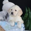 Image of Asher, a Golden Retriever puppy