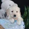 Image of Asher, a Golden Retriever puppy