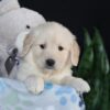 Image of Asher, a Golden Retriever puppy