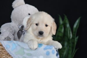 Image of Asher, a Golden Retriever puppy