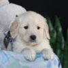 Image of Asher, a Golden Retriever puppy