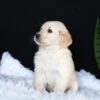 Image of Ava, a Golden Retriever puppy