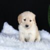 Image of Ava, a Golden Retriever puppy