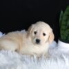 Image of Ava, a Golden Retriever puppy