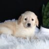 Image of Ava, a Golden Retriever puppy