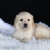 Image of Ava, a Golden Retriever puppy