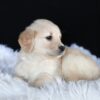 Image of Ava, a Golden Retriever puppy