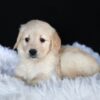 Image of Ava, a Golden Retriever puppy