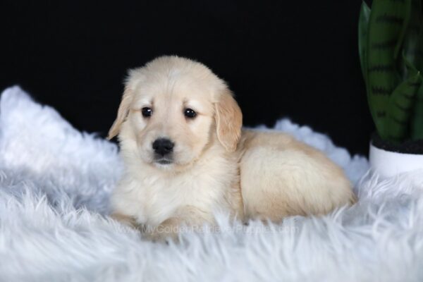 Image of Ava, a Golden Retriever puppy