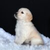 Image of Ava, a Golden Retriever puppy